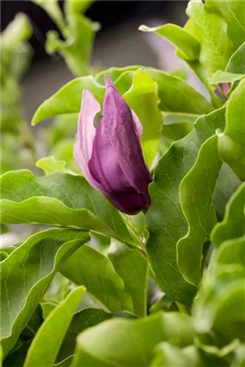 Niedrige Magnolie 'Susan' - Magnolia liliiflora 'Susan'