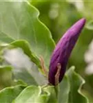 Niedrige Magnolie 'Susan' - Magnolia liliiflora 'Susan'