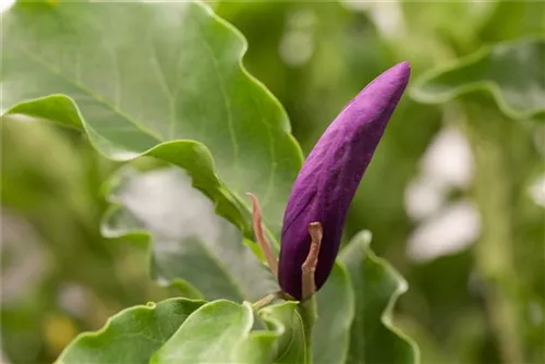 Niedrige Magnolie 'Susan' - Magnolia liliiflora 'Susan'
