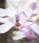 Niedrige Magnolie 'Susan' - Magnolia liliiflora 'Susan'