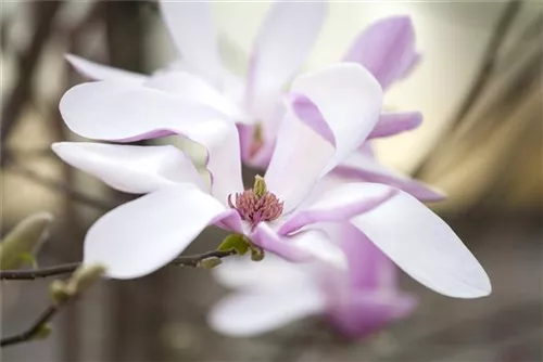 Niedrige Magnolie 'Susan' - Magnolia liliiflora 'Susan'