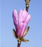 Niedrige Magnolie 'Susan' - Magnolia liliiflora 'Susan'