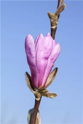 Niedrige Magnolie 'Susan' - Magnolia liliiflora 'Susan'