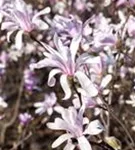 Niedrige Magnolie 'Susan' - Magnolia liliiflora 'Susan'