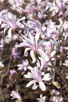Niedrige Magnolie 'Susan' - Magnolia liliiflora 'Susan'