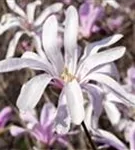 Niedrige Magnolie 'Susan' - Magnolia liliiflora 'Susan'