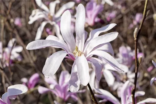 Niedrige Magnolie 'Susan' - Magnolia liliiflora 'Susan'