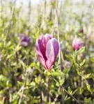 Niedrige Magnolie 'Susan' - Magnolia liliiflora 'Susan'