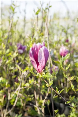 Niedrige Magnolie 'Susan' - Magnolia liliiflora 'Susan'