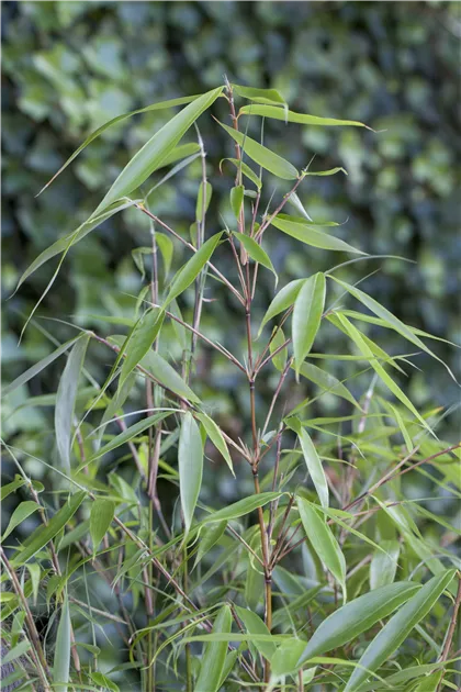 großer kaktus zu verkaufen Kaufen Sie einen großen Euphorbia-Kaktus – Urbangreen main image 1