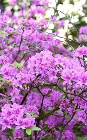 Rhododendron 'Praecox'