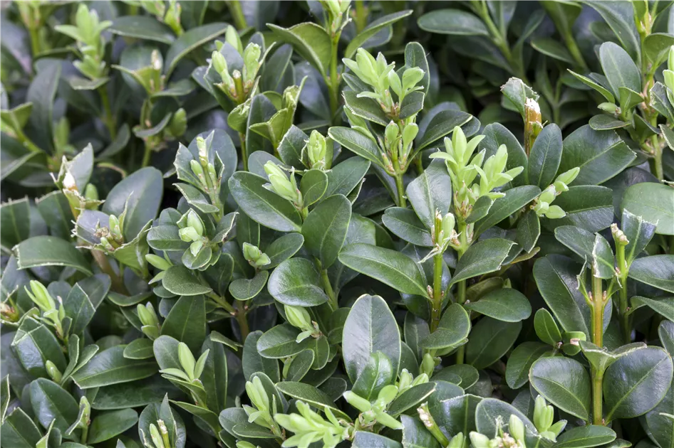 Buxus sempervirens, Hoher Buchsbaum - Semper Verde Pflanzenzentrum Ullmer  GbR