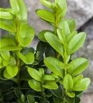 Hoher Buchsbaum - Buxus sempervirens - Heckenpflanzen