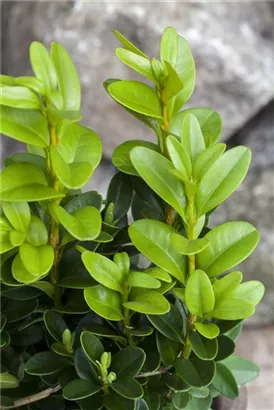 Hoher Buchsbaum - Buxus sempervirens - Heckenpflanzen