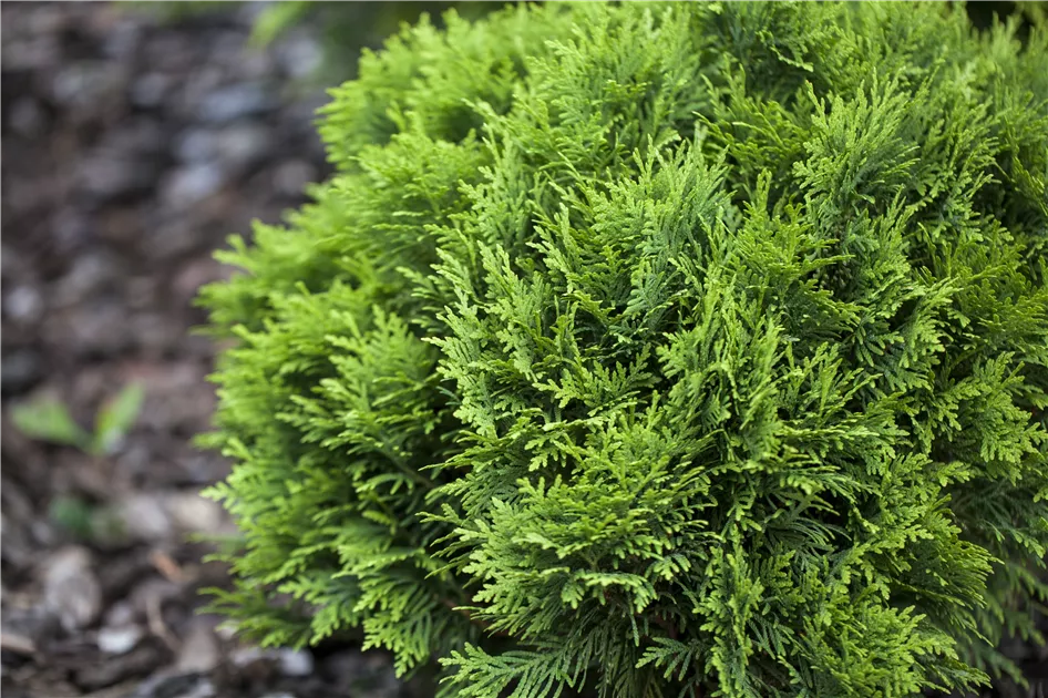Thuja occidentalis 'Danica', Zwergiger Kugel-Lebensbaum - Semper Verde  Pflanzenzentrum Ullmer GbR