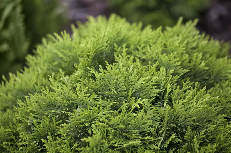 Thuja occidentalis 'Danica', Zwergiger Kugel-Lebensbaum - Semper Verde  Pflanzenzentrum Ullmer GbR