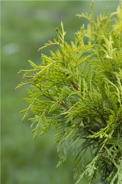 Thuja occidentalis 'Golden Globe', Lebensbaum 'Golden Globe' - Semper Verde  Pflanzenzentrum Ullmer GbR