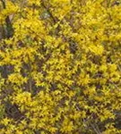 Forsythie - Forsythia intermedia 'Lynwood'