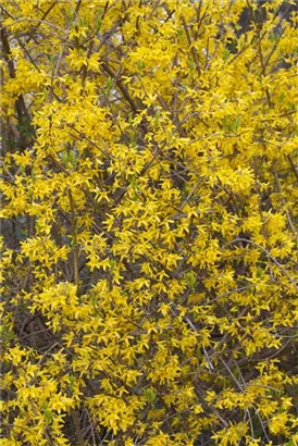 Forsythie - Forsythia intermedia 'Lynwood'