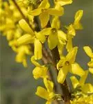 Forsythie - Forsythia intermedia 'Lynwood'