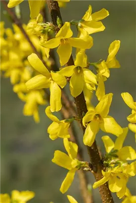 Forsythie - Forsythia intermedia 'Lynwood'