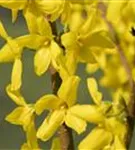 Forsythie - Forsythia intermedia 'Lynwood'