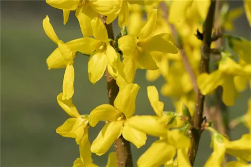 Forsythie - Forsythia intermedia 'Lynwood'