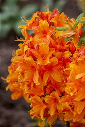 Sommergrüne Azalee 'Klondyke' - Rhododendron lut.'Klondyke' II