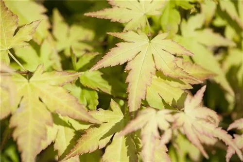 Fächerahorn 'Orange Dream' - Acer palmatum 'Orange Dream'