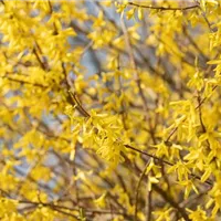 Bienenfreundliche Gehölze: Vorsicht, Fake!