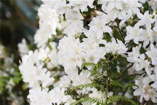 Japanische Azalee 'Schneesturm' - Rhododendron obt.'Schneesturm' II