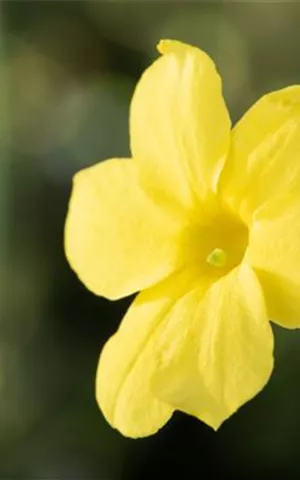 Jasminum nudiflorum