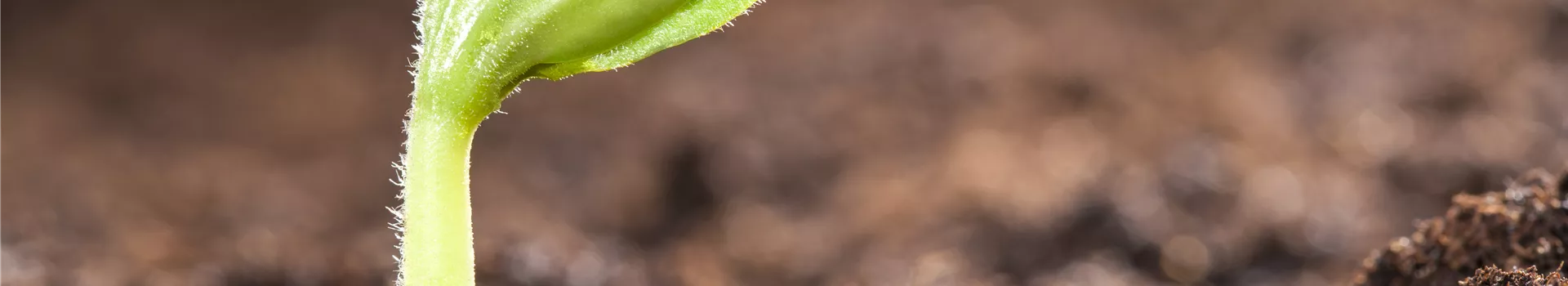 Mit dem Anbau im Gewächshaus schon im Mai die erste Ernte feiern