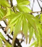 Fächerahorn 'Orange Dream' - Acer palmatum 'Orange Dream'