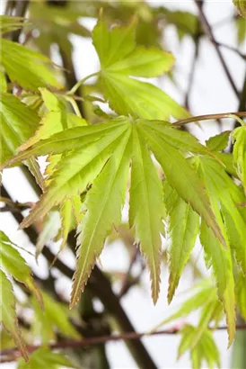 Fächerahorn 'Orange Dream' - Acer palmatum 'Orange Dream'