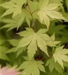 Fächerahorn 'Orange Dream' - Acer palmatum 'Orange Dream'