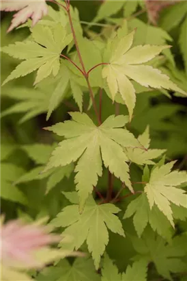Fächerahorn 'Orange Dream' - Acer palmatum 'Orange Dream'