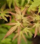 Fächerahorn 'Orange Dream' - Acer palmatum 'Orange Dream'