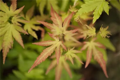 Fächerahorn 'Orange Dream' - Acer palmatum 'Orange Dream'