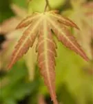 Fächerahorn 'Orange Dream' - Acer palmatum 'Orange Dream'