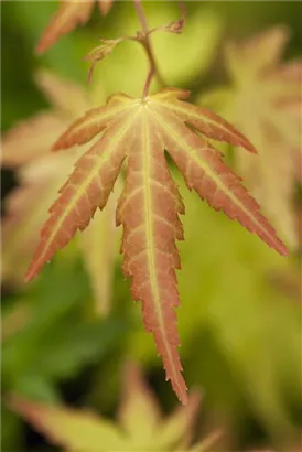 Fächerahorn 'Orange Dream' - Acer palmatum 'Orange Dream'