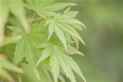 Fächerahorn 'Orange Dream' - Acer palmatum 'Orange Dream'