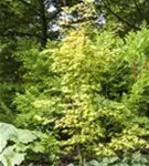 Fächerahorn 'Orange Dream' - Acer palmatum 'Orange Dream'