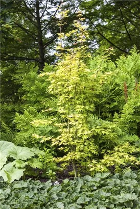 Fächerahorn 'Orange Dream' - Acer palmatum 'Orange Dream'