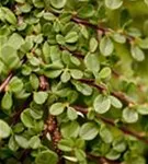 Zwergmispel 'Queen of Carpets' - Cotoneaster proc.'Queen of Carpets'