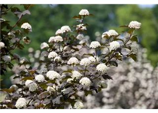 Physocarpus opulifolius 'Diabolo' -R-