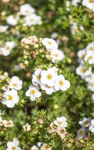 Potentilla 'Abbotswood' - Bodendecker