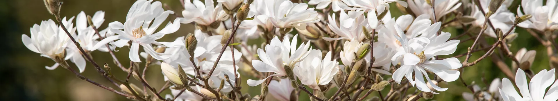 Frühblühende Gehölze – Ziemlich coole Gartenbewohner
