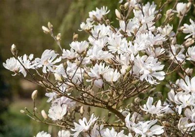 Frühblühende Gehölze – Ziemlich coole Gartenbewohner