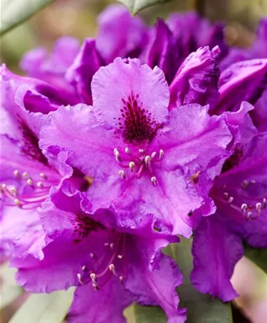 Moorbeet
